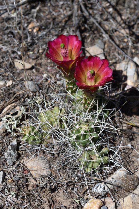 Echinocereus mojavensis, USA, Utah