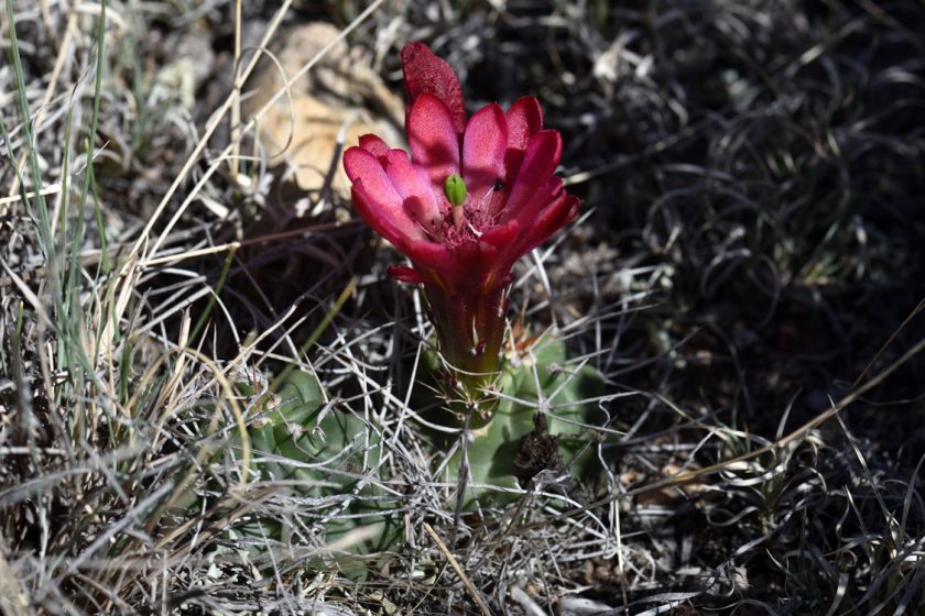 Echinocereus mojavensis, USA, Utah