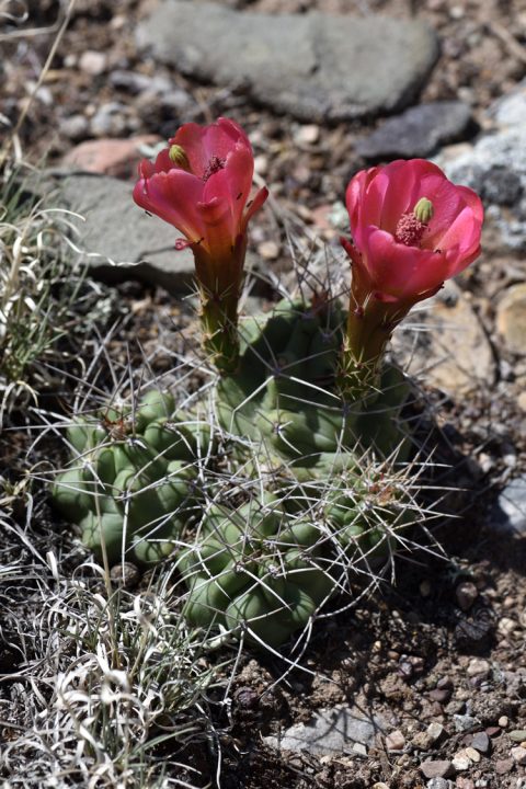Echinocereus mojavensis, USA, Utah