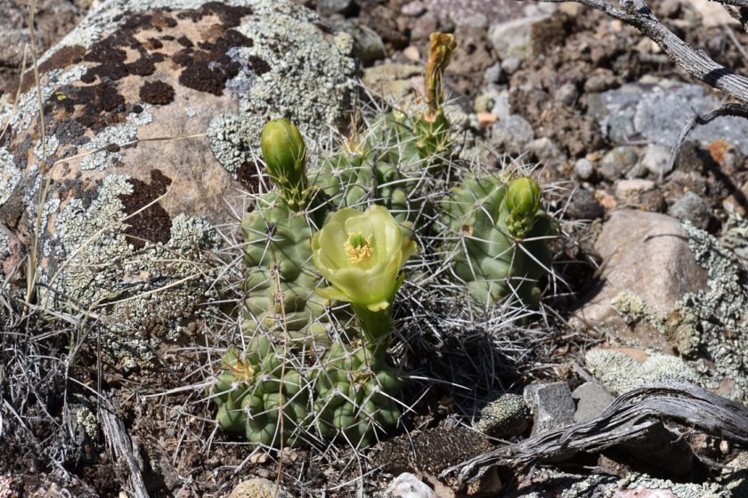 Echinocereus mojavensis, USA, Utah