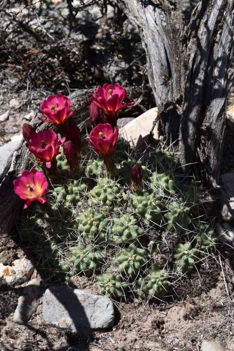 Echinocereus mojavensis, USA, Utah