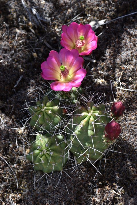 Echinocereus mojavensis, USA, Utah