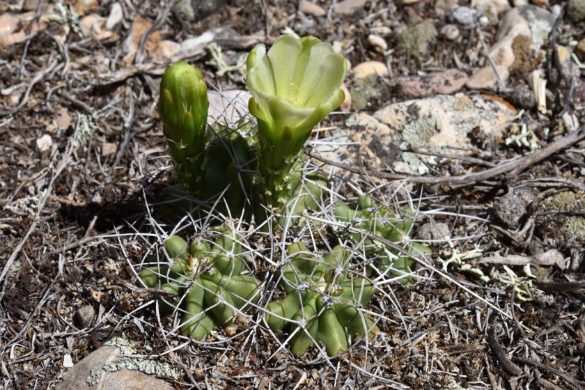Echinocereus mojavensis, USA, Utah