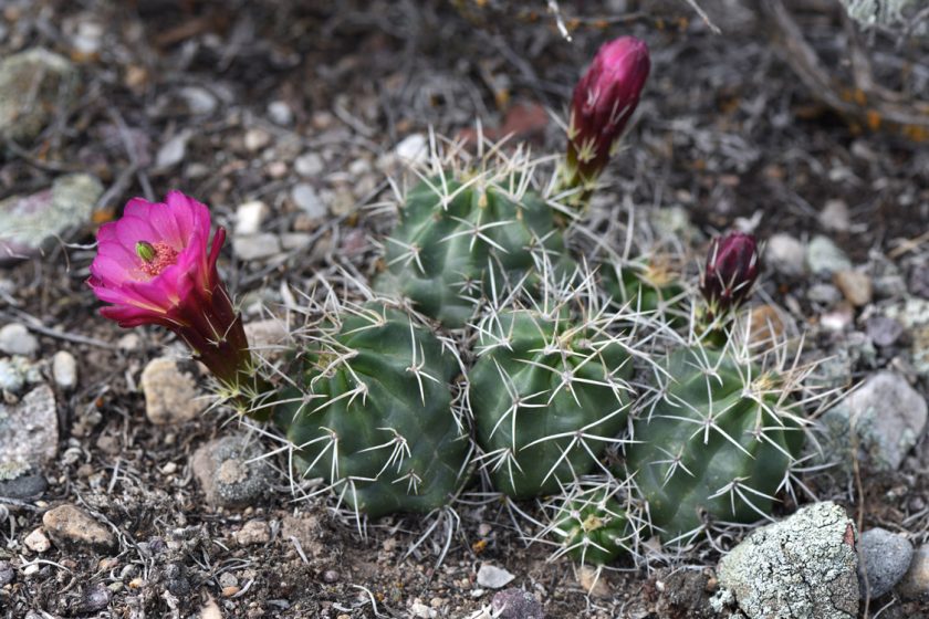 Echinocereus mojavensis, USA, Utah