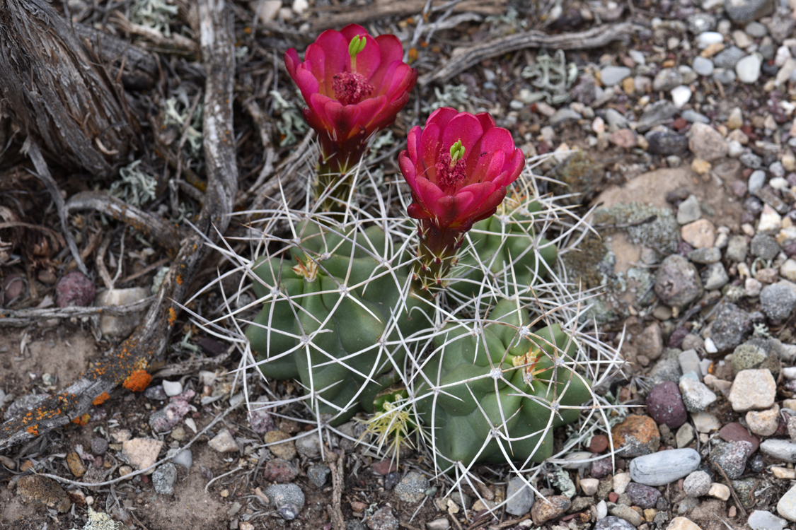 Echinocereus mojavensis, USA, Utah