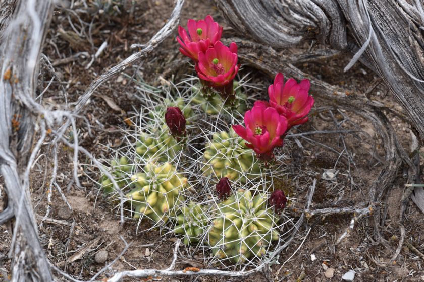 Echinocereus mojavensis, USA, Utah