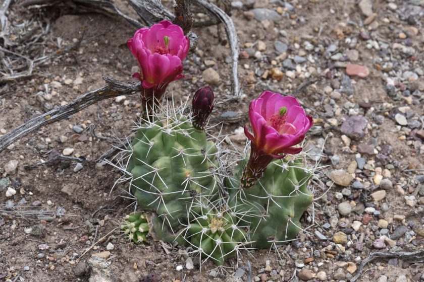 Echinocereus mojavensis, USA, Utah