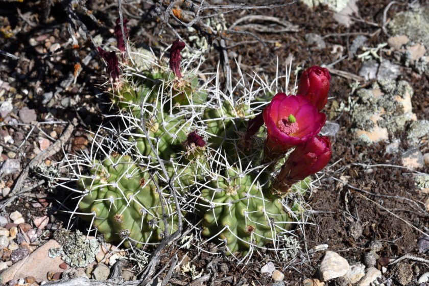 Echinocereus mojavensis, USA, Utah