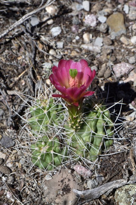 Echinocereus mojavensis, USA, Utah