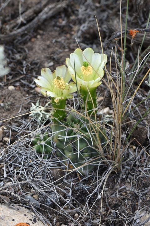Echinocereus mojavensis, USA, Utah