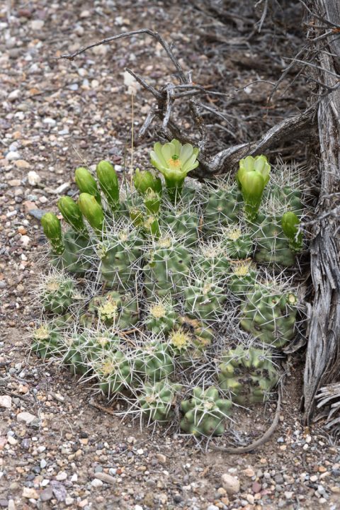 Echinocereus mojavensis, USA, Utah