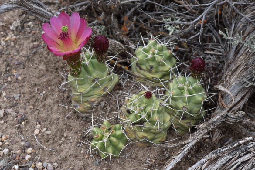 Echinocereus mojavensis, USA, Utah