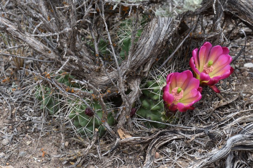 Echinocereus mojavensis, USA, Utah