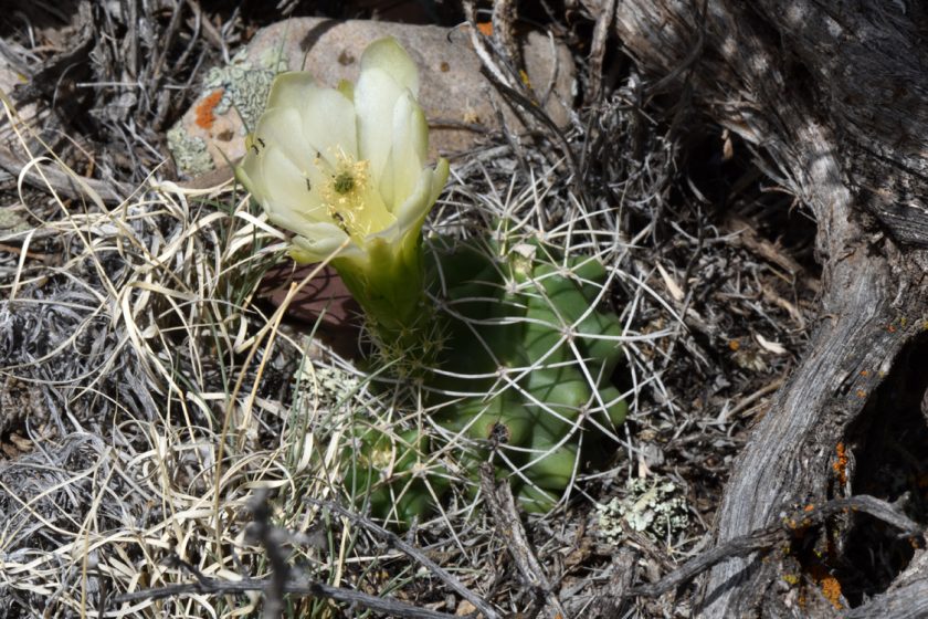 Echinocereus mojavensis, USA, Utah