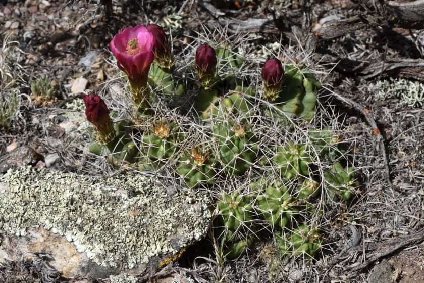 Echinocereus mojavensis, USA, Utah