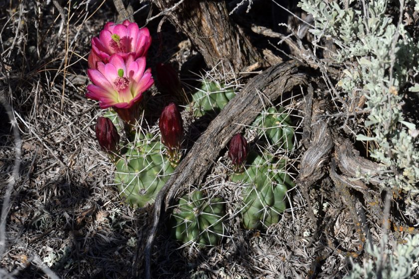 Echinocereus mojavensis, USA, Utah