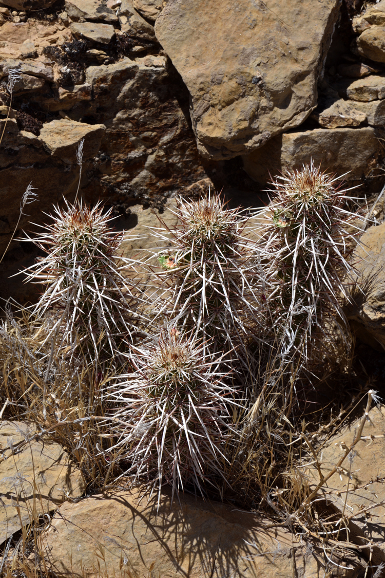 Echinocereus relictus, USA, Utah, Washington Co.