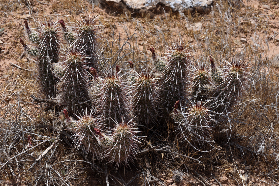 Echinocereus relictus, USA, Utah, Washington Co.