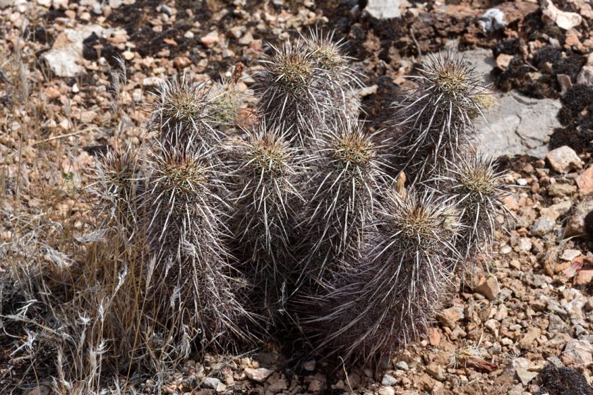 Echinocereus relictus, USA, Arizona, Mohave Co.
