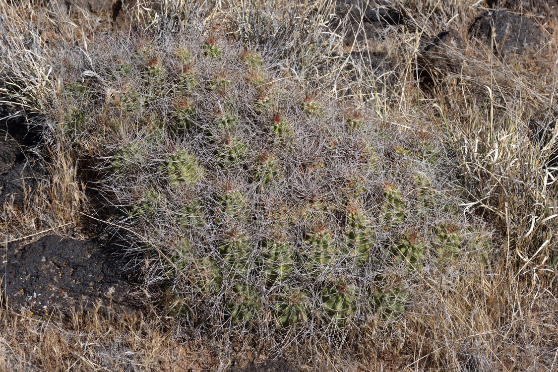 Echinocereus mojavensis, USA, Utah, Washington Co.