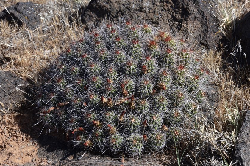 Echinocereus mojavensis, USA, Utah, Washington Co.
