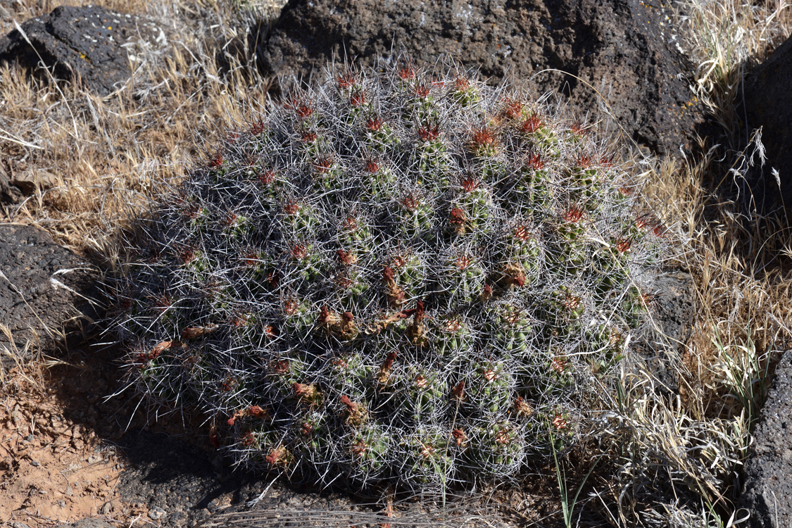 Echinocereus mojavensis, USA, Utah, Washington Co.