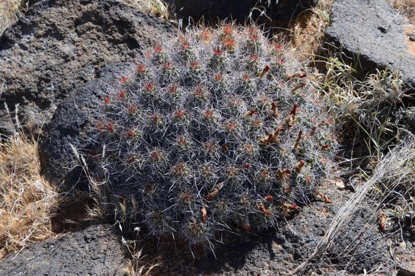 Echinocereus mojavensis, USA, Utah, Washington Co.