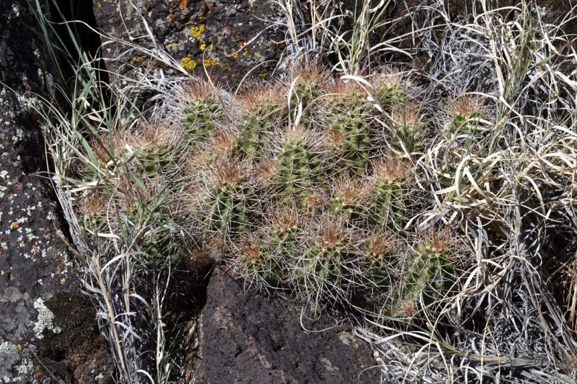 Echinocereus mojavensis, USA, Utah, Washington Co.