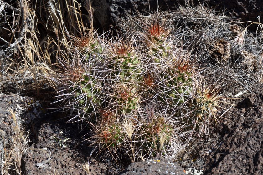 Echinocereus mojavensis, USA, Utah, Washington Co.