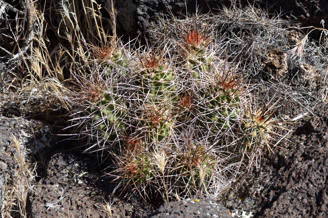 Echinocereus mojavensis, USA, Utah, Washington Co.