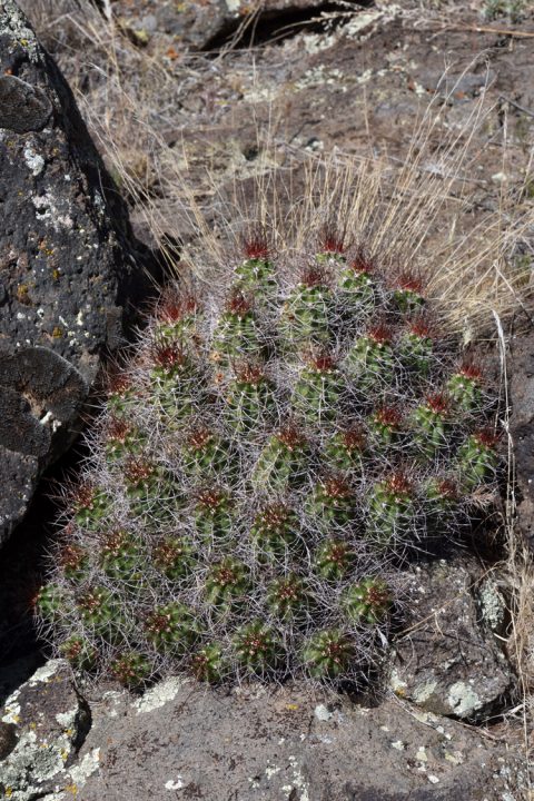 Echinocereus mojavensis, USA, Utah, Washington Co.