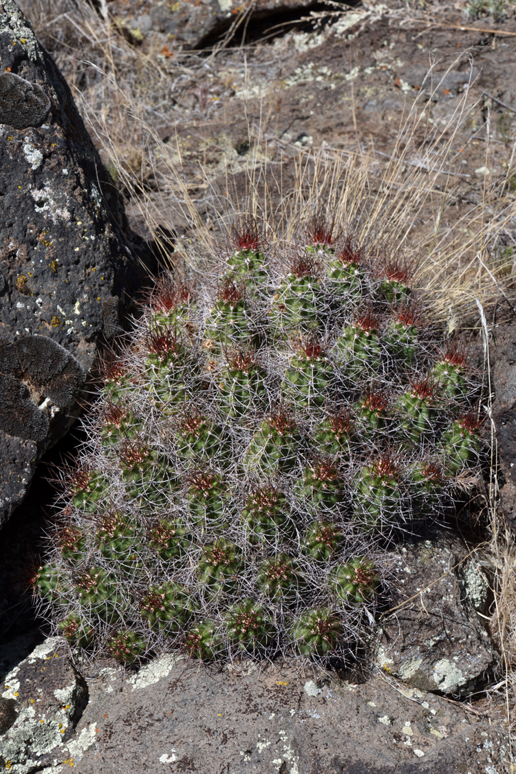 Echinocereus mojavensis, USA, Utah, Washington Co.