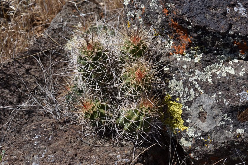 Echinocereus mojavensis, USA, Utah, Washington Co.