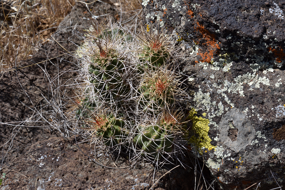 Echinocereus mojavensis, USA, Utah, Washington Co.