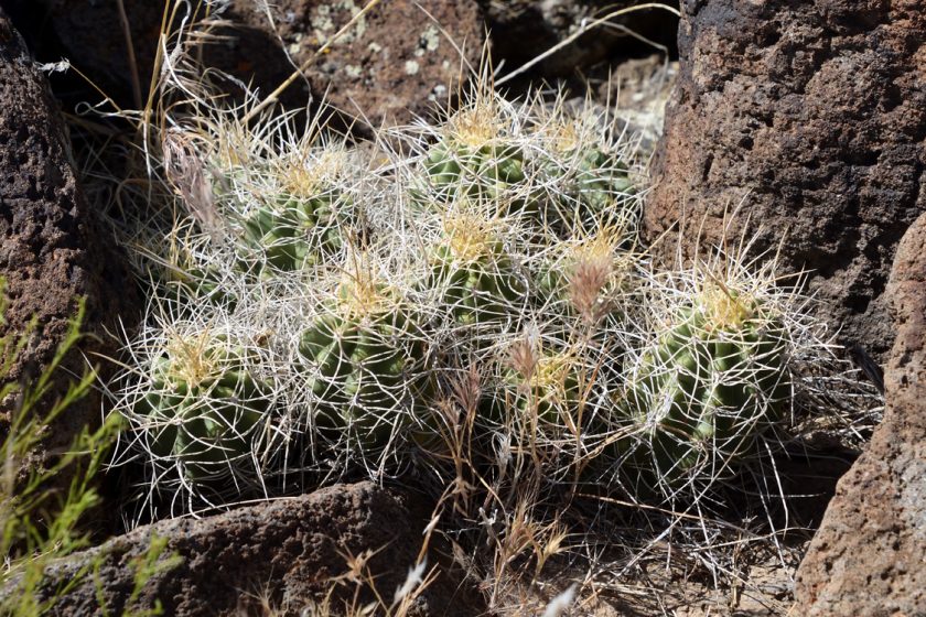 Echinocereus mojavensis, USA, Utah, Washington Co.