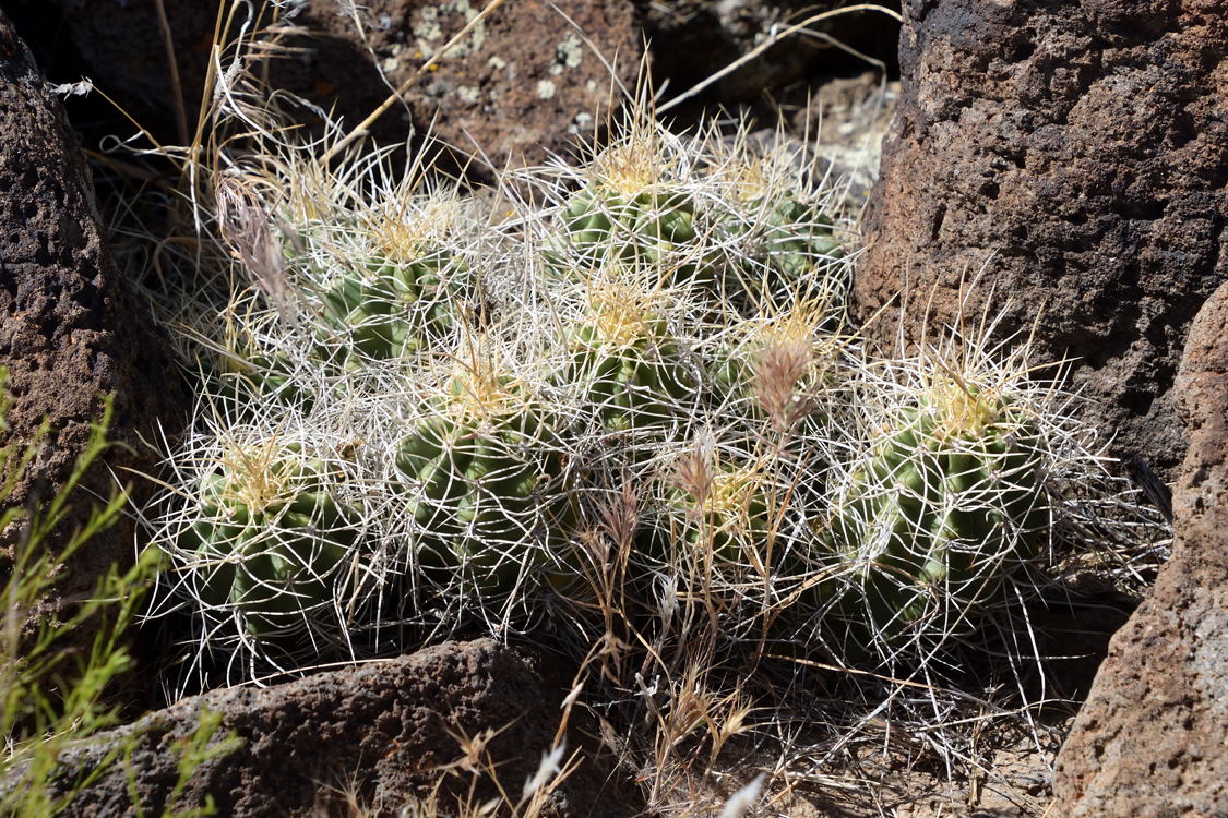 Echinocereus mojavensis, USA, Utah, Washington Co.