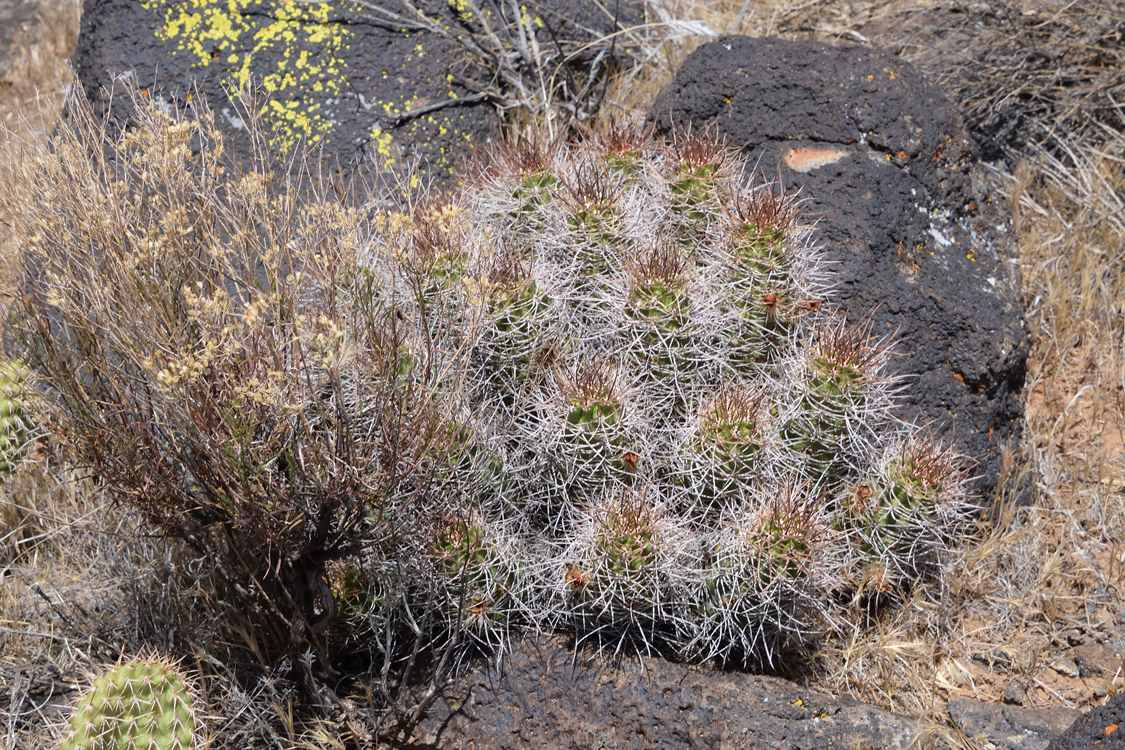 Echinocereus mojavensis, USA, Utah, Washington Co.