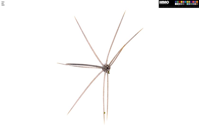 HMAO-002-0889 - Echinocereus mojavensis, USA, Utah, San Juan Co.