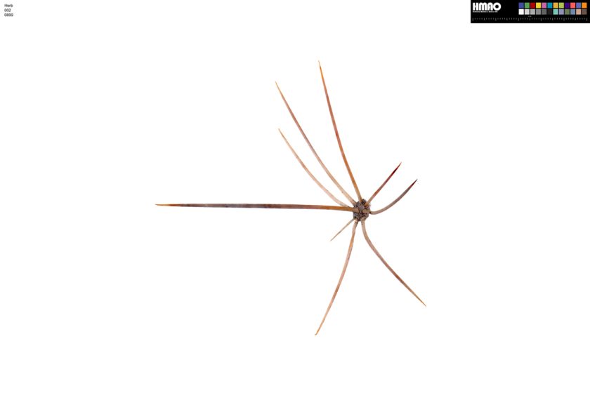 HMAO-002-0899 - Echinocereus mojavensis, USA, Utah, Wayne Co.