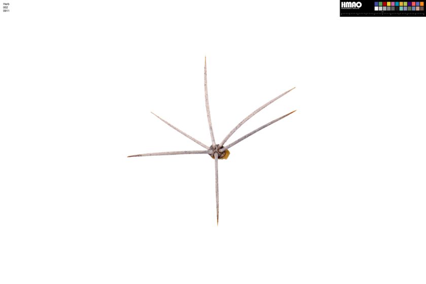 HMAO-002-0911 - Echinocereus mojavensis, USA, Utah