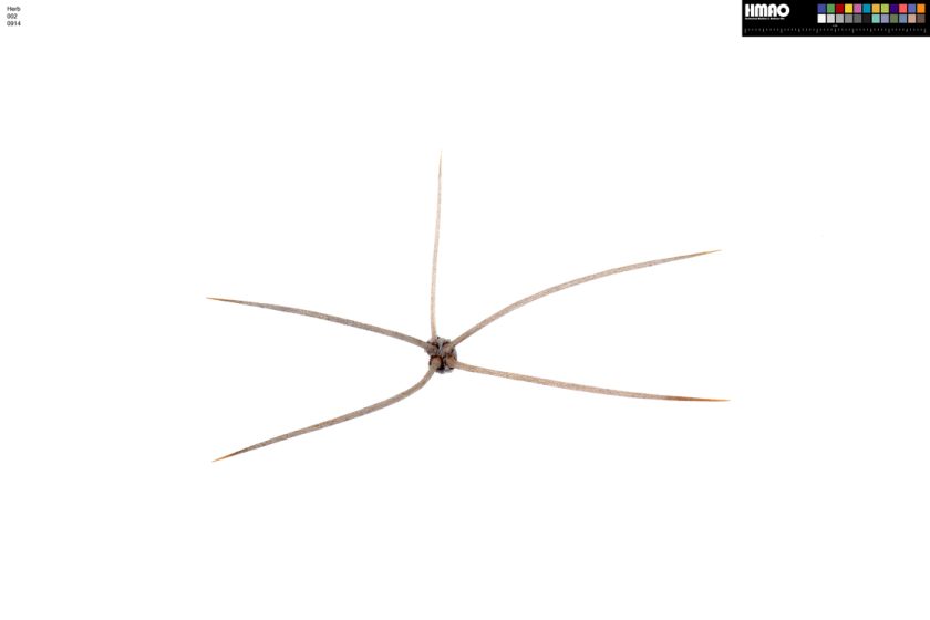 HMAO-002-0914 - Echinocereus mojavensis, USA, Utah