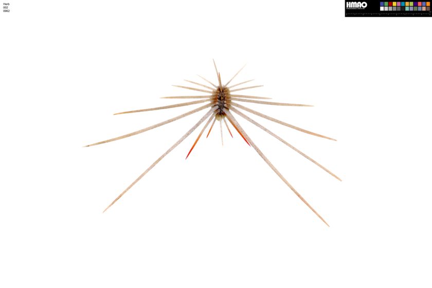 HMAO-002-0962 - Echinocereus reichenbachii baileyi, USA, Oklahoma, Comanche Co.