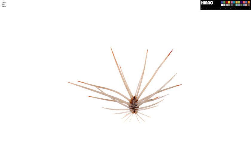 HMAO-002-0963 - Echinocereus reichenbachii baileyi, USA, Oklahoma, Comanche Co.