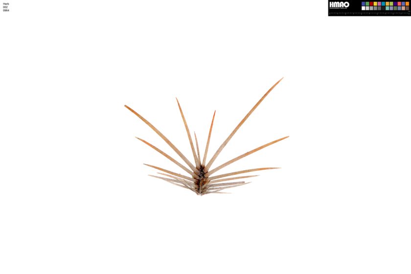 HMAO-002-0964 - Echinocereus reichenbachii baileyi, USA, Oklahoma, Comanche Co.