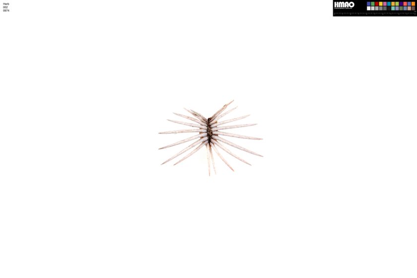 HMAO-002-0974 - Echinocereus reichenbachii caespitosus, USA, Texas, Schleicher Co.