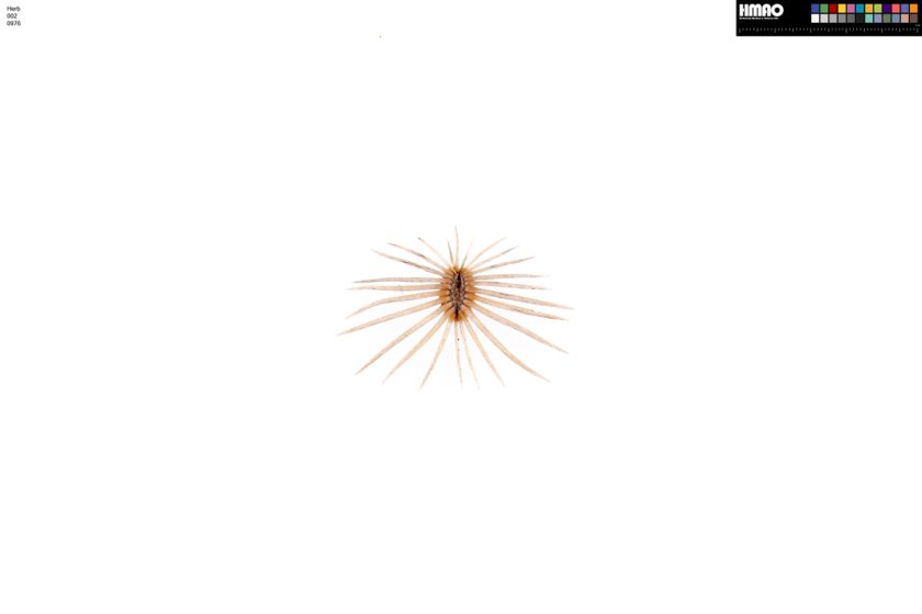 HMAO-002-0976 - Echinocereus reichenbachii caespitosus, USA, Texas, Jack Co.
