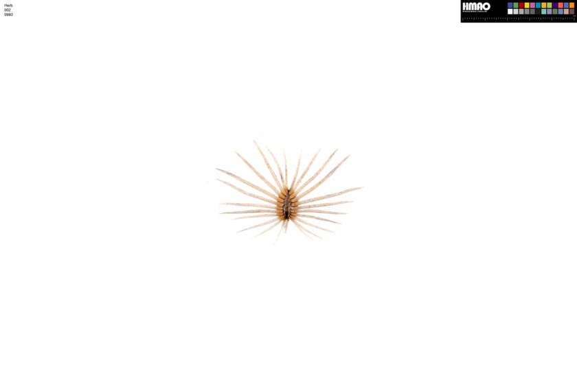 HMAO-002-0980 - Echinocereus reichenbachii caespitosus, USA, Texas, Jack Co.