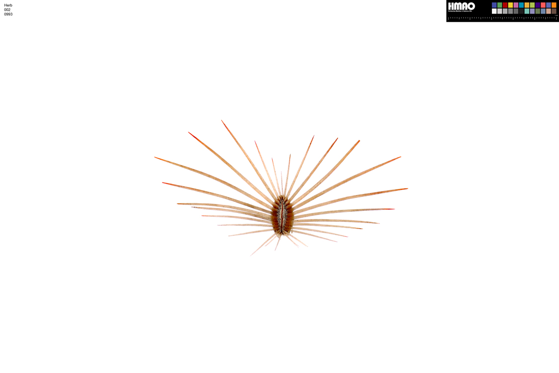 HMAO-002-0993 - Echinocereus reichenbachii caespitosus, USA, Texas, Burnet Co.