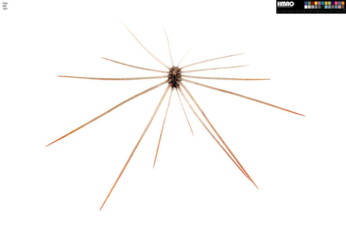 HMAO-002-1021 - Echinocereus reichenbachii baileyi, USA, Oklahoma, Comanche Co.