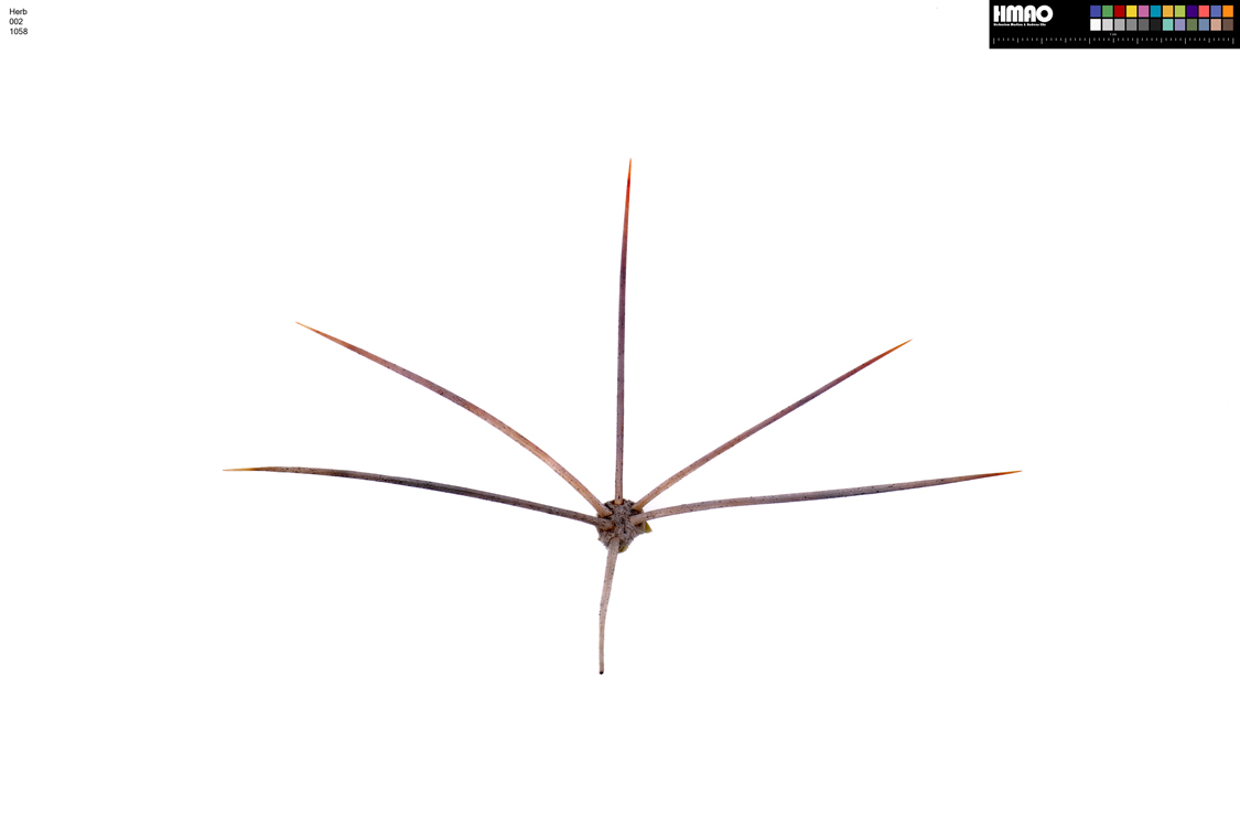 HMAO-002-1058 - Echinocereus mojavensis, USA, Utah